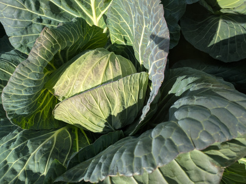 甘いキャベツとくみつ　寒玉２玉