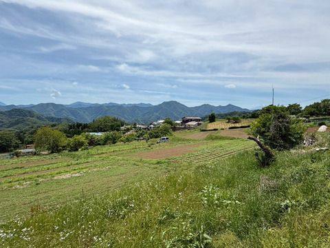 自然のままの3cm前後の青梅4㎏！自然豊かな山梨県上野原より