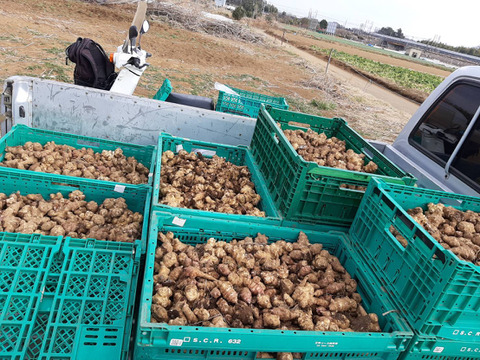 【スーパーフード/自然栽培】皮ごと食べれちゃう！藤沢産きくいも！！　生の菊芋1ｋｇ