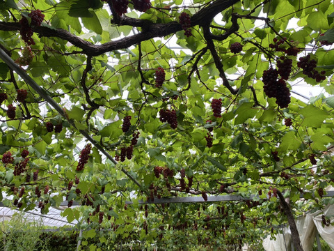 島根県産デラウェアぶどう＿2kg箱