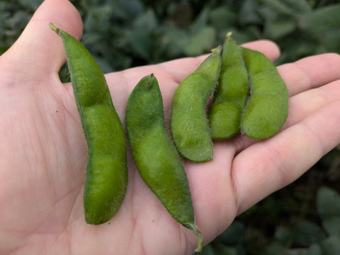 やみつきになる枝豆 品種お任せ1.2kg【農薬・化学肥料不使用】