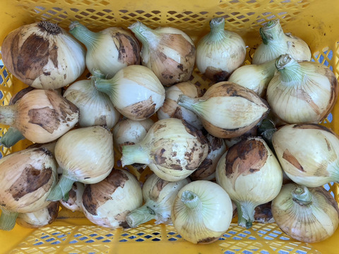 《農薬化学肥料不使用》『七宝早生』甘くて肉厚！みずみずしさが特徴の新タマネギ3kg！