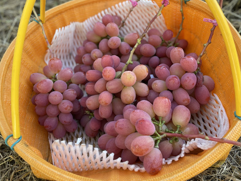 小ぶりなシャイン一族【希少な4種】詰め合わせ
