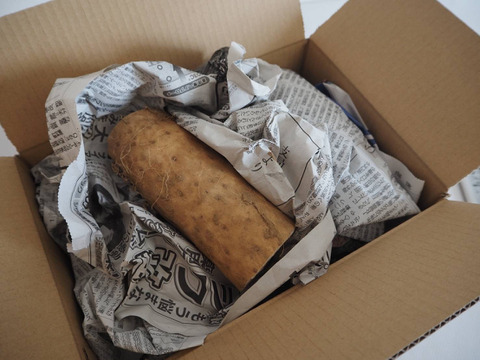 北海道産　長芋　規格外品　5kg