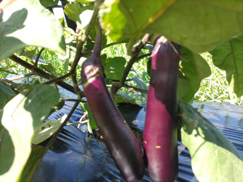 たった四粒から復活したナス　佐土原ナス　１ｋｇ