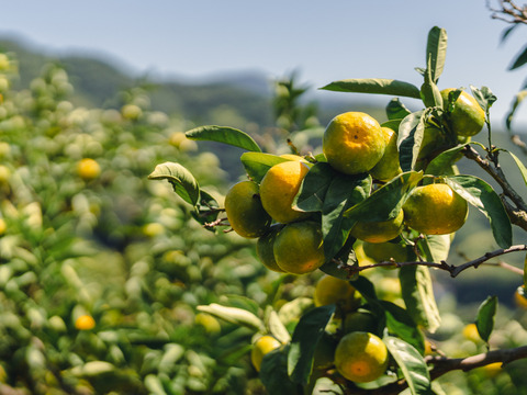 【EHIME UWAJIMA】秋の訪れを告げる爽やか極早生みかん<日南一号>！Aセレクション（家庭用良品）3kgBOX（2.7kg正味)