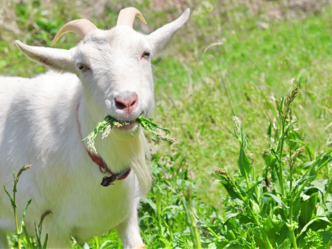 【最高級】紅南高梅１ｋｇ ２Ｌサイズ以上 農薬不使用 自然栽培 四万十産