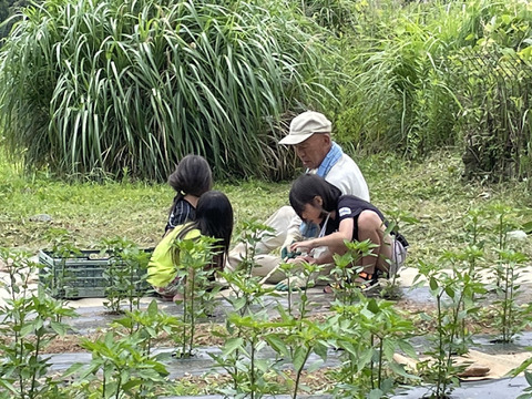 激辛！味がわかる人の謎の一味唐辛子
3本セット