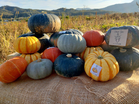 かぼちゃ食べ比べ！10kg ブラックのジョー、プッチーニ、栗っぷち白い坊ちゃん、赤い坊ちゃん10kgおまかせセット
上記いずれか4品種が入っています