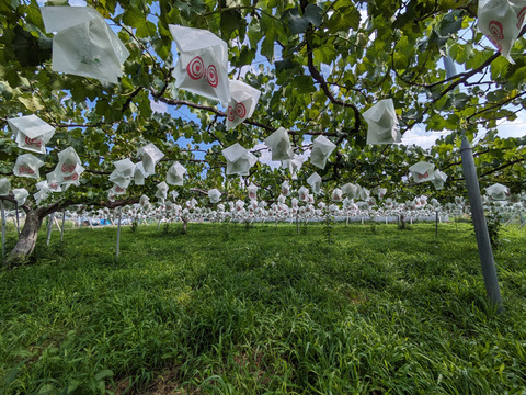 シャインマスカット 約1kg（2-3房）※信州の環境にやさしい農産物50％節減（長野県認証）2023