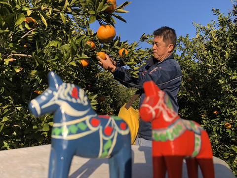 熊本発農薬不使用🍊  5kg 青島みかん（晩生）　サイズフリー（約35個前後入）