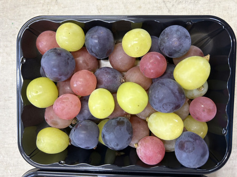 まるせい果樹園のぶどう3色MIX　パック詰め　　380ｇ×2ｐ　自家用　家庭用　ぶどうの実のみ ob5