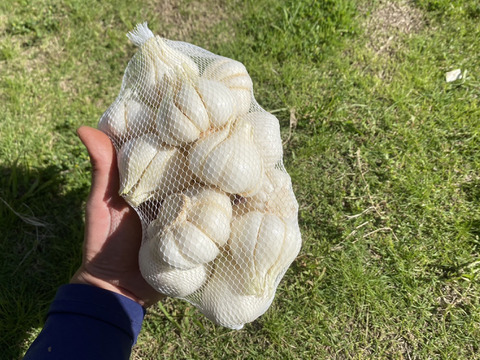 【自然栽培】にんにく 大蒜 ニンニク　2kg（20～40個）※予約商品　2025年5月中旬～順次発送
