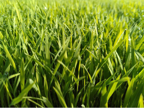 【令和６年産】✨食べチョクAW2023✨米・穀類🥇１位受賞　【マンゲツモチ 玄米１５ｋｇ】【特別栽培もち米】天然の資材＆有機質肥料のみで育てました🌱低農薬（80％以上削減）