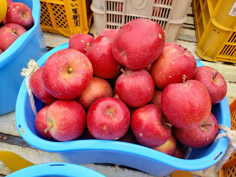 まるせい果樹園のりんご　訳あり　おまかせ　3kg　自家用　加工用　(6～15玉入り)　玉数指定不可 or2