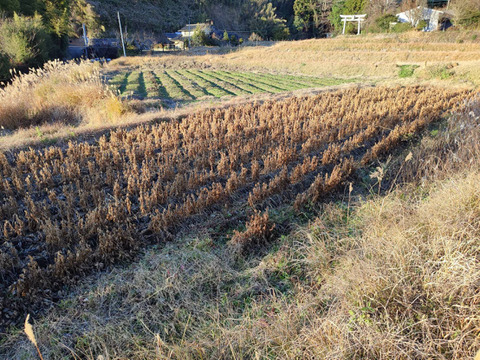 自然栽培大豆の香ばしい香り【きなこ】80g x 4袋