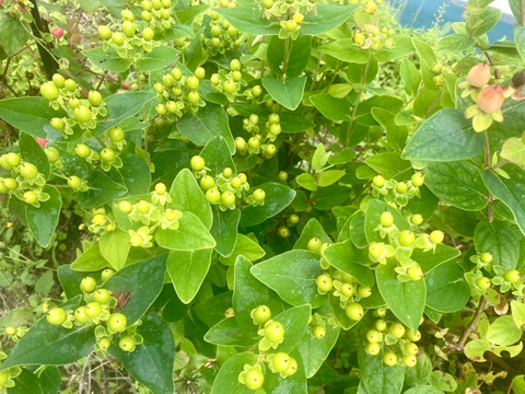 【10本、40㎝】夏に強い丈夫なヒペリカム（グリーン・ピンク）ドライフラワーにも。