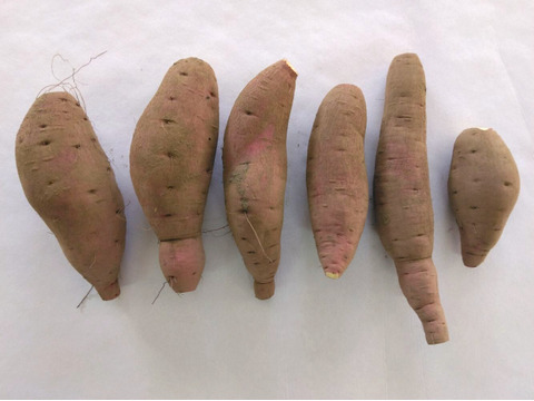 1.5kg⭐️完熟⭐️紅はるか⭐️幸せな甘み⭐️《今が買い時！》ちょっと訳あり