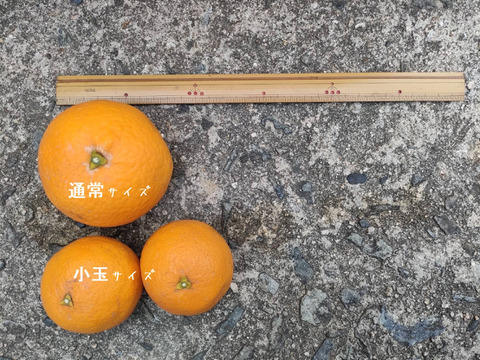 【小玉・2kg箱】食べるジュース!?マイルドで上品な甘味の和製オレンジ【清見】
