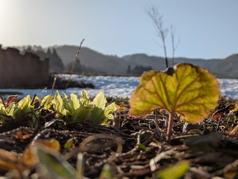 春一番ふきのとう単品
