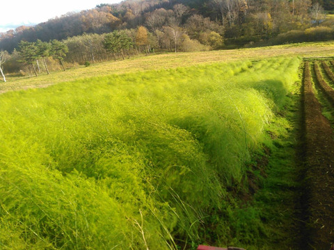 甘さ抜群　冬アスパラ　家庭用
