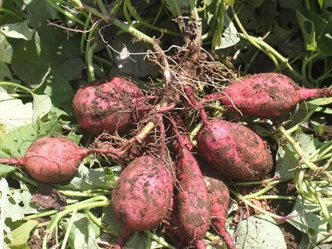 【通年完全農薬不使用】信州八ヶ岳山麓産　安納芋さつまいも　２kg