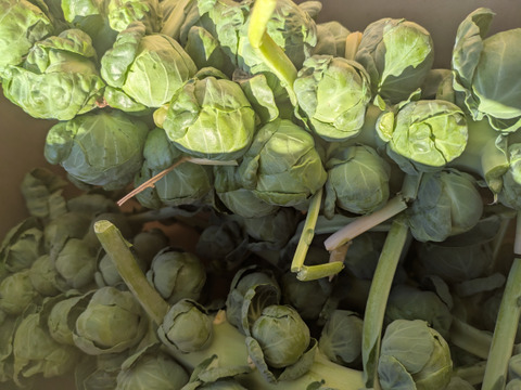 ともちゃんの芽キャベツ　２Kg