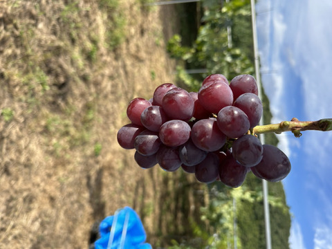 ！すぐ出荷！クレジットカードで支払いの方のみ！まるせい果樹園のぶどう　富士の輝き　500ｇ　バラ詰め　自家用　贈答用　ｂｈ1