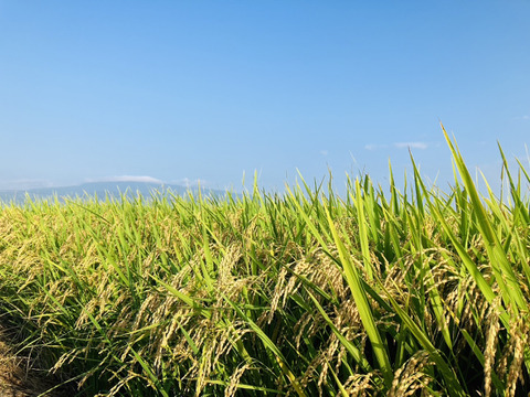 ★R6年産新米★【山形県産はえぬき5kg玄米】