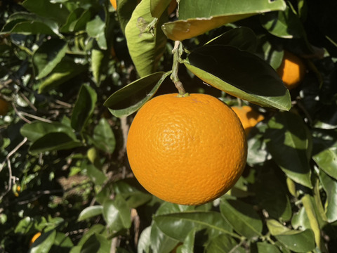 ジューシー！屋久島の天然柑橘類はっさく３㎏