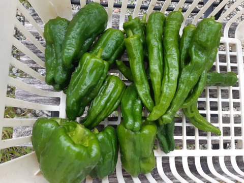 5セット限定　クボファームの旬の野菜セット【5種】　4kg
