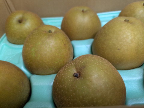 梨新品種「甘太」糖度約１４度３ｋｇ