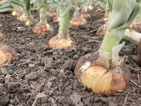 【業務用。激安！！】新玉ねぎ：スパート１０kg（栽培期間中農薬・化学肥料不使用）