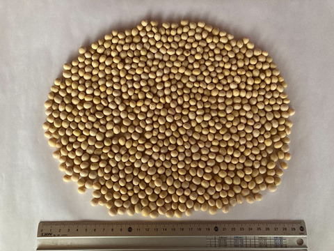 【自然栽培】大豆（もち大豆）900g　農薬不使用・無肥料栽培　自然乾燥　令和7年【岐阜県産】クリックポスト発送