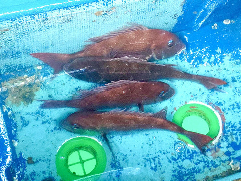 漁師直送！　新鮮天然真鯛　1.5Kg