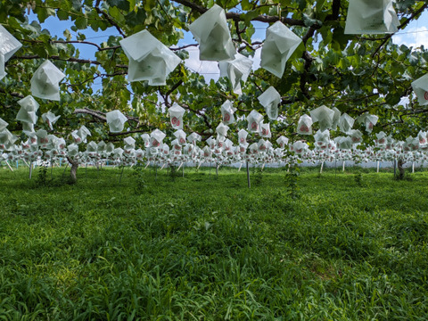 甘さとコクの極み！種あり巨峰2kg(5-8房)長野県認証/特別栽培同基準（信州の環境にやさしい農産物認証50）