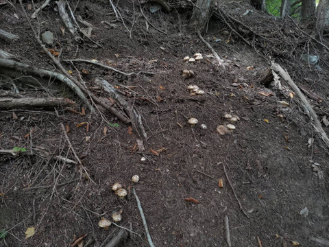 【秋の味覚の王様】松茸/マツタケ/まつたけ/純国産/ほぼつぼみ/202g【特上】【最短当日発送】