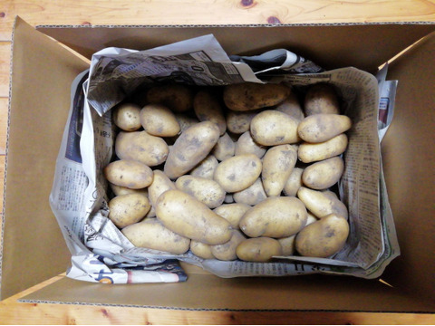 ジャガイモ(メークイン)2.5～３㎏程度【農薬化学肥料不使用】【合わせ買い可】【熨斗(のし)対応可】