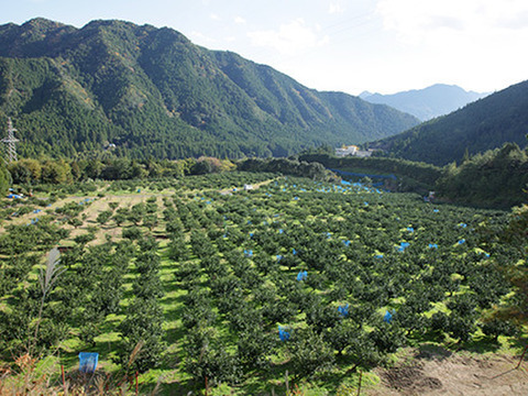 北山村のじゃばら果汁飴 6倍濃縮果汁入りのキャンディー