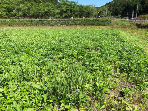 紫菊芋(フランス種)3キロ★自然農法★【朝掘り！鮮度保持の土付き！】