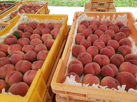 まるせい果樹園の桃　【ゆうぞら】1kg(4～6玉入り)　自家用　ご贈答用向け my3