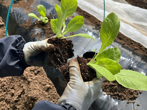 【受注収穫】奥四万十越冬白菜６ｋｇ（４玉入り） 農薬不使用 自然栽培 四万十産