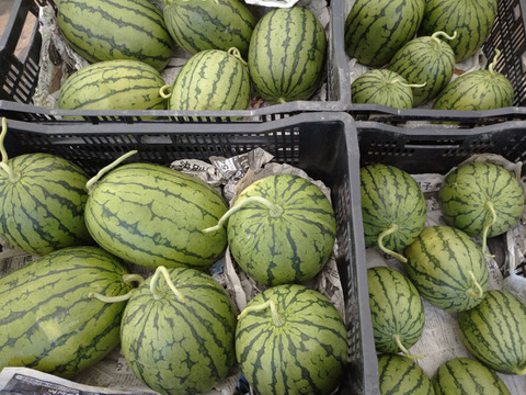 皮のふちまでシャリシャリ甘い！にしまるスイカ(小玉西瓜)　２玉入り(約４kg以上)