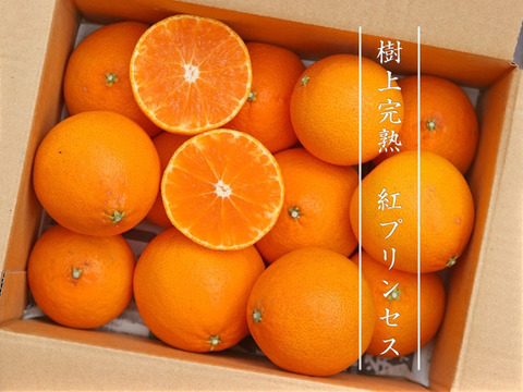 【冬バーゲン★特別送料無料！】 樹上完熟】完熟プリンセスお試し1kg 農薬不使用 自然栽培 果物