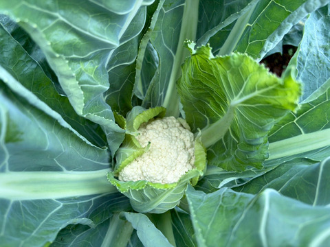 大島農園の黄ズッキーニ 1本 (約200g)