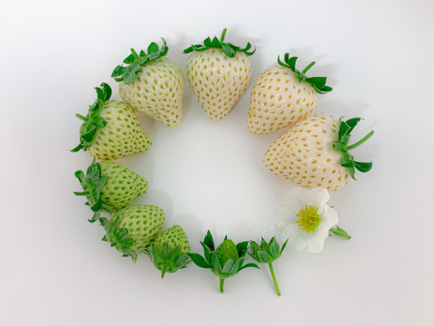 【🏅いちごグランプリ2025受賞・唯一の白いちご】軽井沢高原プレミアムいちご・化学農薬を限界まで抑えたこだわりの当園独自農法★希少品種・真珠姫★紅白いちご詰め合わせ・15粒または18粒入り【贈答用】