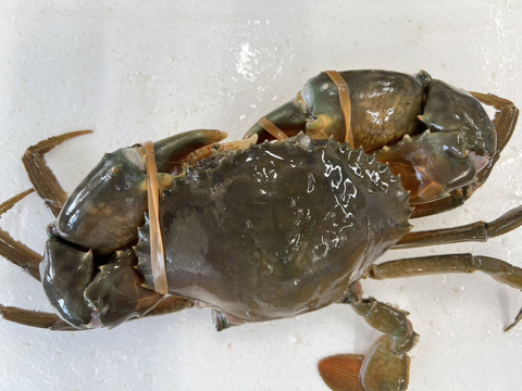 【１個だけ限定商品】30％値引きしました。🦀ノコギリガザミ　ドウマンガニ のこぎりがざみ 急速冷凍品 約1290g オス2杯 冷凍蟹 冷凍カニ かに 宮城県松島湾産　0924-3