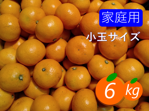 【夜市限定】《家庭用》早生みかん 6kg(小玉サイズ) ひとくちで恋する♡濃い味みかん♪