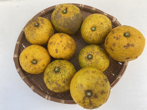 【訳あり品】柚子5㎏ ゆず　農薬・化学肥料不使用