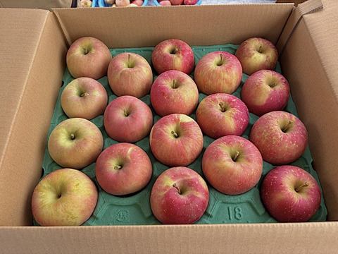 【訳あり】青森県産りんご 葉取らずふじ10kg